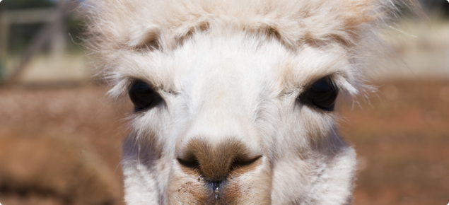 Head profile of a white alpaca