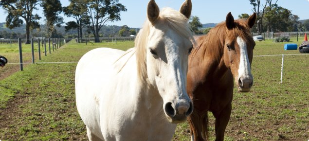 A grey and chestnut horse standing side by side in a green paddock.