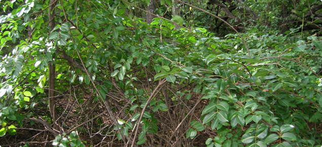 Madagascar rubber vine habit.