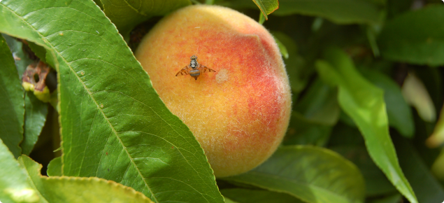 An effective Fruit Fly Trap for the Home Orchard  Reducing Medfly damage  in Apples and other fruits 