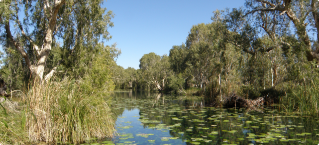 Photograph of a Millstream pond with healthy vegetation.