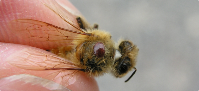 Varroa mite appears as a small reddish brown oval on the bee