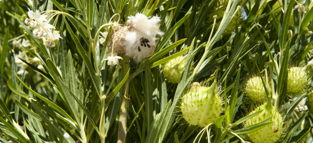 Narrow-leaf cotton bush (Gomphocarpus fruticosus) flower and seed pods