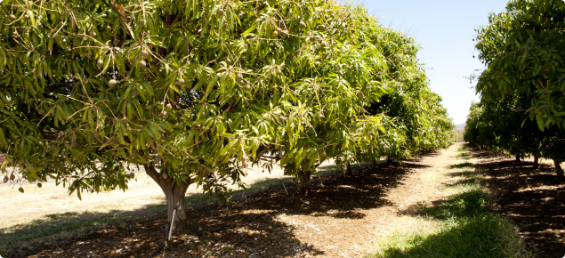 Climate and soil for successful mangoes in Western Australia ...