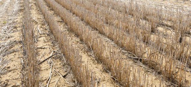 Standing cereal stubble in a paddock over summer 