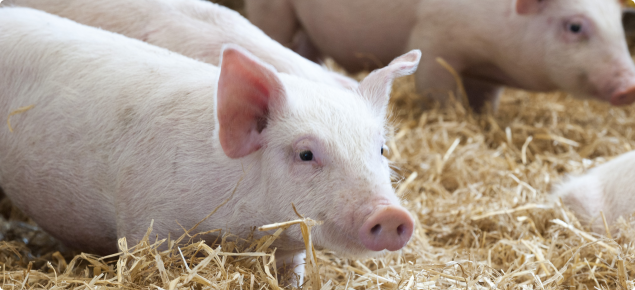 Domestic pig in a straw shelter