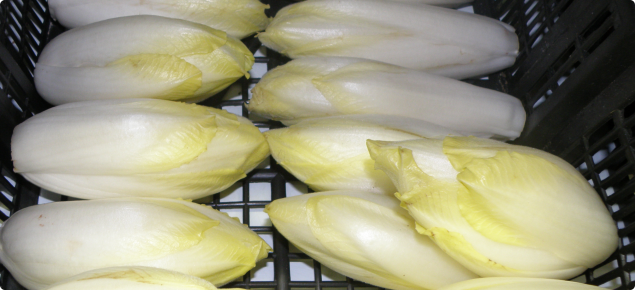 Witlof chicory chicons displayed for sale