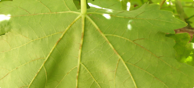 Underside of grapevine leaf with brown discoloured veins caused by powdery mildew infection