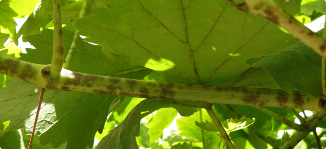 A grapevine cane with patches of grey powdery mildew infections covering the surface 