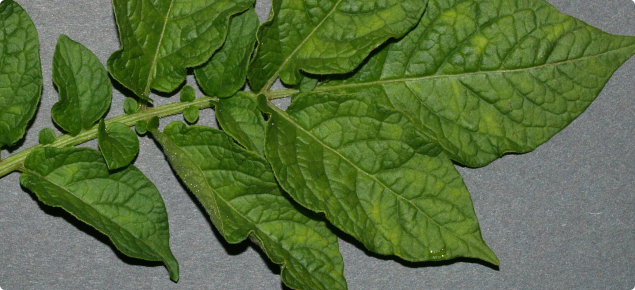 Potato Virus Y Tuber Necrosis Strain Declared Pest Agriculture And Food