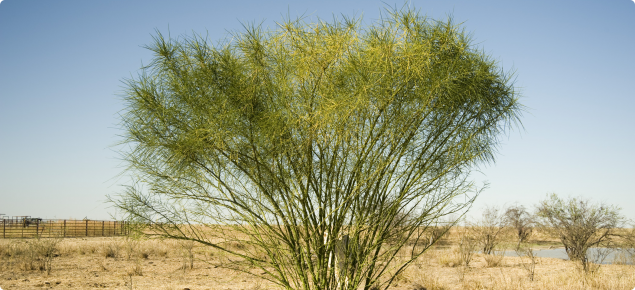 Parkinsonia is a large shrub or small tree.