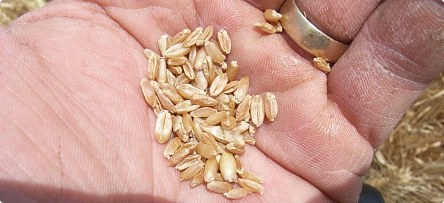 Wheat grain shrivelled from frost damage