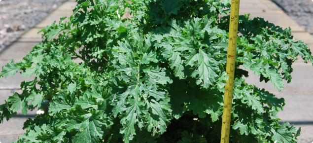 Young ragwort plant shows the leaves of ragwort