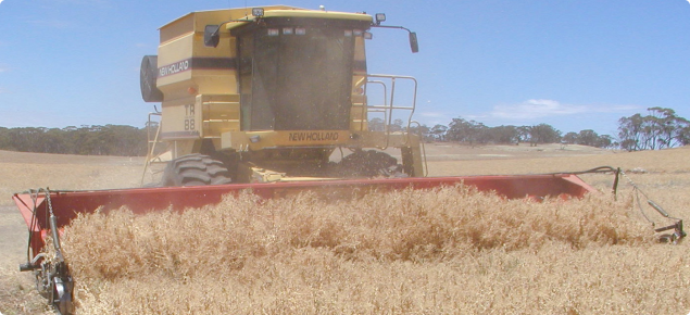 Harvesting Kaspa field peas with a New Holland harvester in York WA