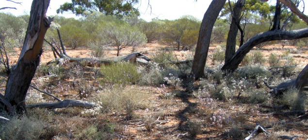 Photograph of sandplain acacia pasture in good condition in the southern rangelands
