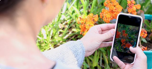 A woman takes a photo of a plant in her backyard