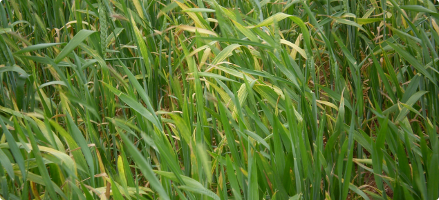 Wheat streak mosaic virus infected wheat crop