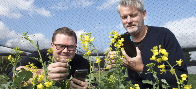 Photo of two people with some flowing canola using CropScout on thier mobile phones