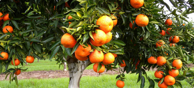 Fruit of Sidi Aissa clementine variety hanging on tree - June 2011