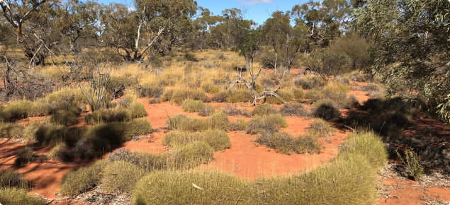 Spinifex country