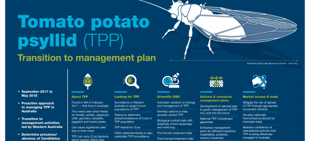 Tomato potato psyllid Transition to management plan overview