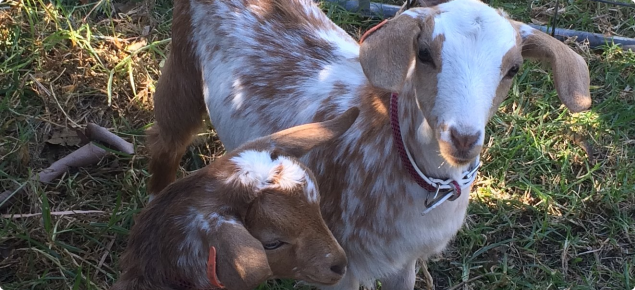 Goats correctly tagged with NLIS year of birth ear tags