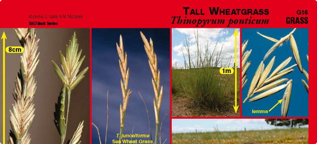 Photos of tall wheatgrass from the Saltland Genie SALTdeck series
