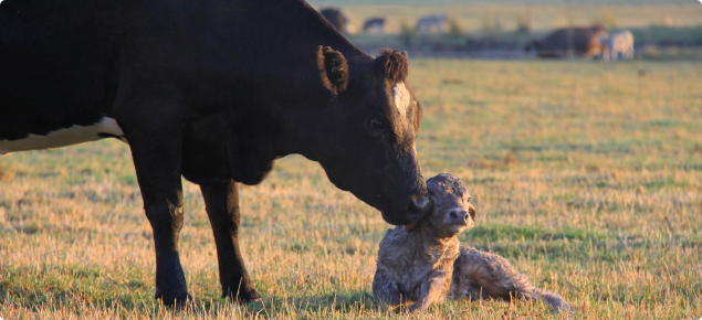 A cow and calf