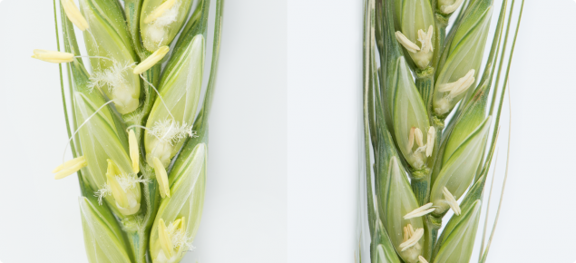 Healthy anthers during flowering (left), frosted anthers (right)