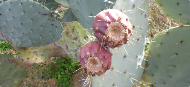 Wheel cactus fruit