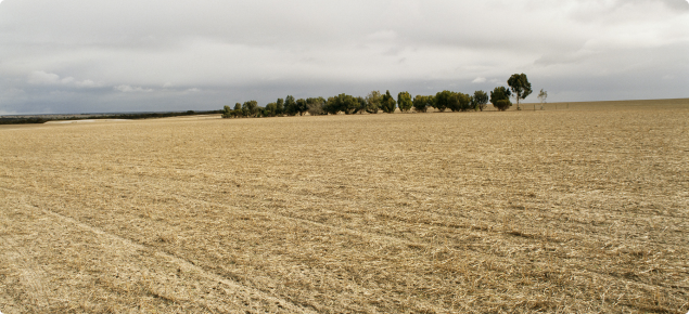 Paddock with stubble cover and windbreaks