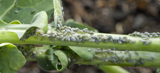 Grey coloured aphids swarming on a broccoli stem.