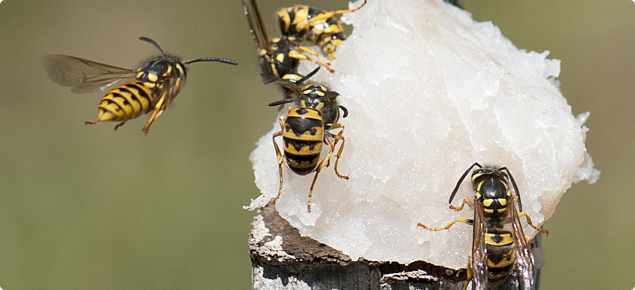 European Wasp Surveillance And Eradication Program Agriculture And Food