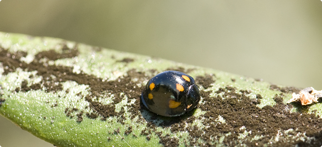 Ladybird Parapriasus