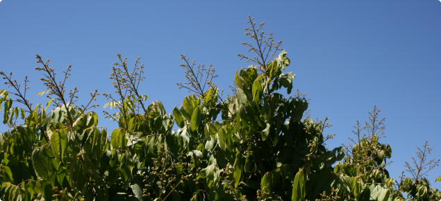 Longan flowers