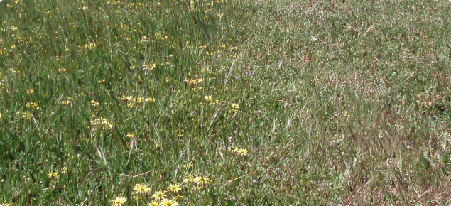 A subclover and barleygrass pasture that has been spray-topped on the right hand side 