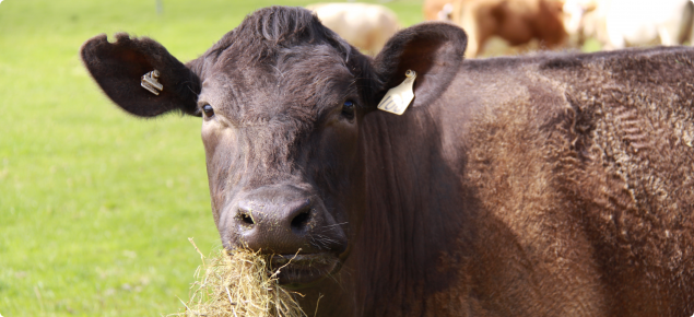 Cattle can be affected by anthrax