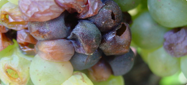 Grapes infected with the fungus Botryosphaeria which causes bunch rot and is commonly associated with trunk disease