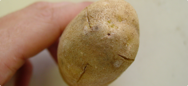 Shatter bruise on a Russet Burbank potato showing breaks to the skin