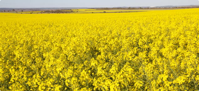 Demand for Australia's GM Safflower on the Rise- Crop Biotech