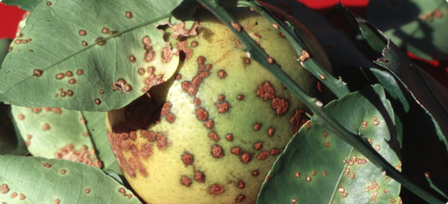 grapefruit affected by citrus canker