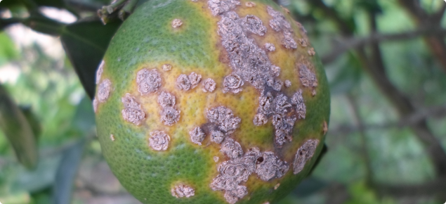 citrus canker on orange