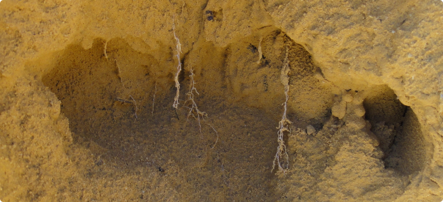 wheat root growth restricted by compaction in a yellow sand
