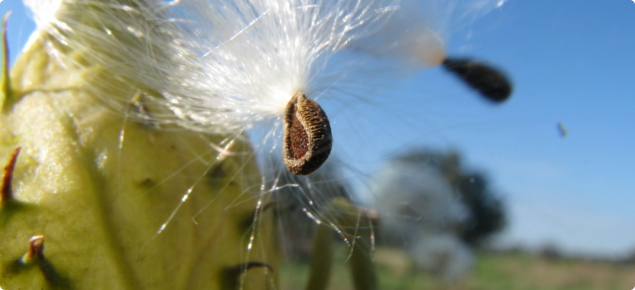 cotton seed dispersal
