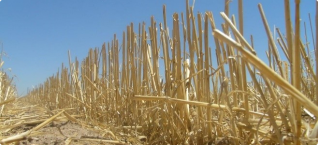 Crop stubble is a valuable on-farm resource, particularly for mixed enterprise farmers