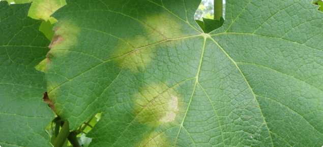 Grapevine leaf with yellow oil spots that are about the size of a 20 cent coin.