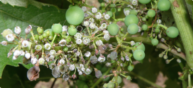 A grape bunch with several berries infected with downy mildew as evidenced by the white down on the berries
