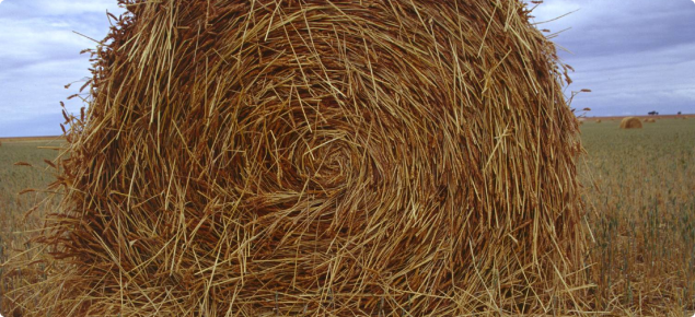 Cutting for hay could be a salvage option 