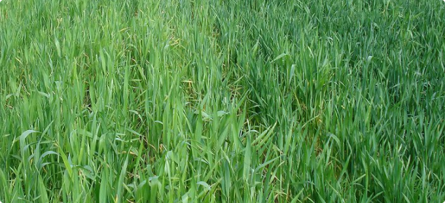 Nitrogen deficiency on unburnt header row