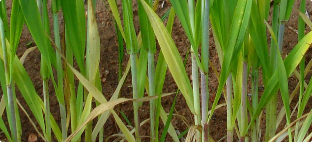 Reddened stems occur on some varieties